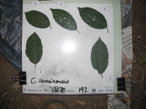 Cariniana ianeirensis