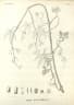 Ampelocissus multistriata