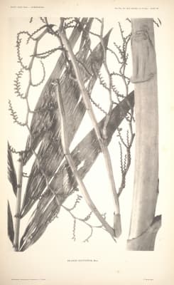 Calamus multinervis