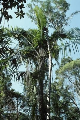 Ravenea lakatra