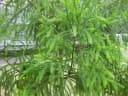 Dacrydium elatum