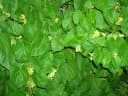 Telosma cordata