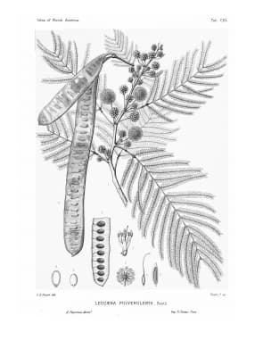Leucaena pulverulenta