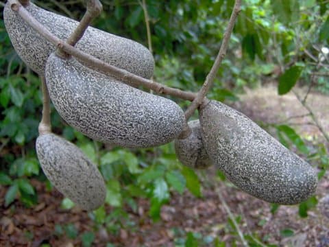 Licania pyrifolia