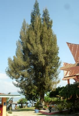 Casuarina junghuhniana