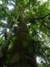 Qualea paraensis