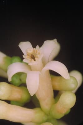 Dysoxylum gaudichaudianum