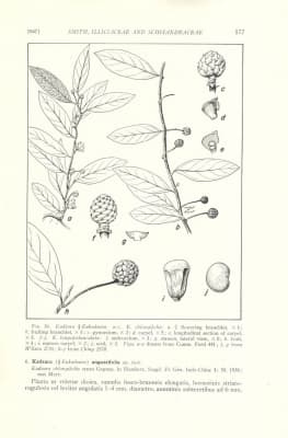 Kadsura oblongifolia