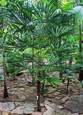 Licuala fordiana