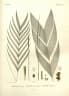 Geonoma brongniartii