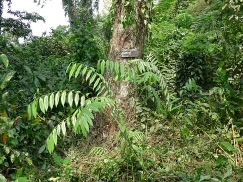Cleistopholis glauca