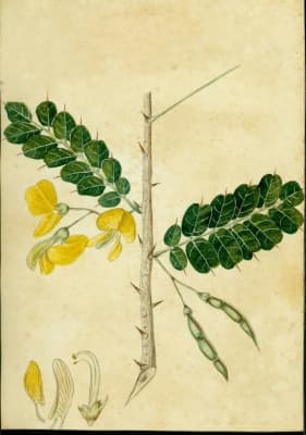 Pictetia aculeata
