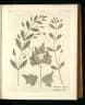Commicarpus chinensis