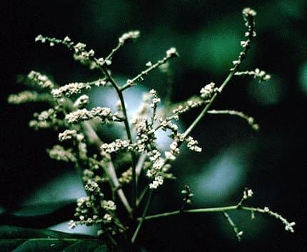 Licania micrantha