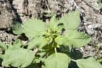 Amaranthus hybridus