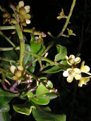 Asteropeia mcphersonii