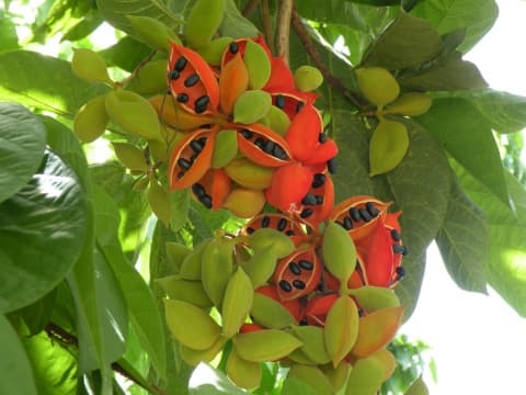 Sterculia lanceifolia