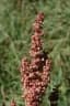 Rumex crispus