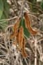 Mucuna poggei