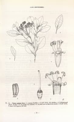 Nuxia capitata