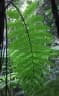 Cyathea manniana
