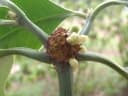 Psychotria psychotrioides
