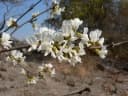 Dalbergia nitidula