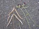 Macroptilium atropurpureum