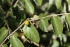 Diospyros chamaethamnus