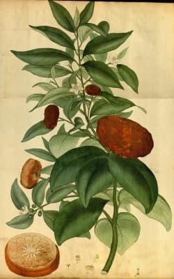Citrus nobilis