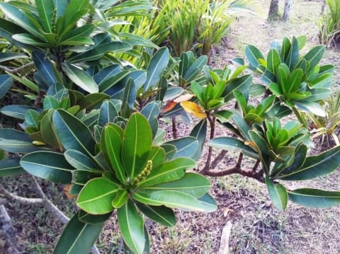 Stillingia lineata