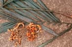 Bactris coloradonis