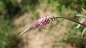 Hermbstaedtia scabra