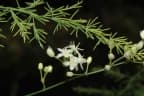 Asparagus africanus
