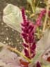 Amaranthus cruentus