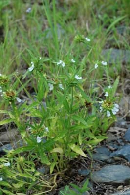Leucas lavandulifolia