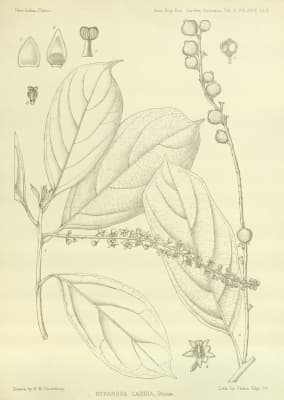 Ryparosa caesia