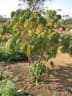 Jatropha multifida