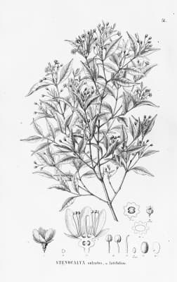 Eugenia sulcata