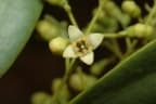 Santalum lanceolatum