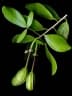 Thilachium africanum