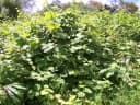 Rubus alceifolius