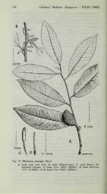 Myristica crassipes