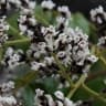 Machaerium opacum