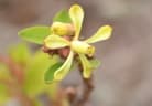 Chukrasia tabularis