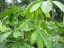 Cecropia sciadophylla