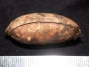 Pouteria pariry