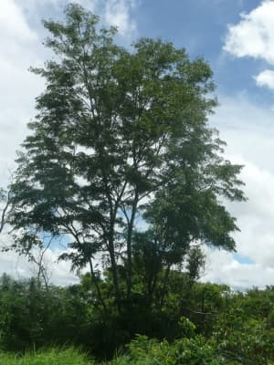 Dalbergia greveana