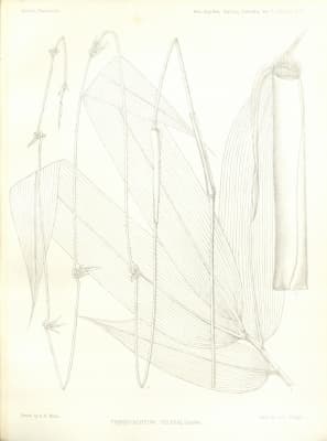 Neohouzeaua helferi