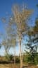 Tabebuia elliptica